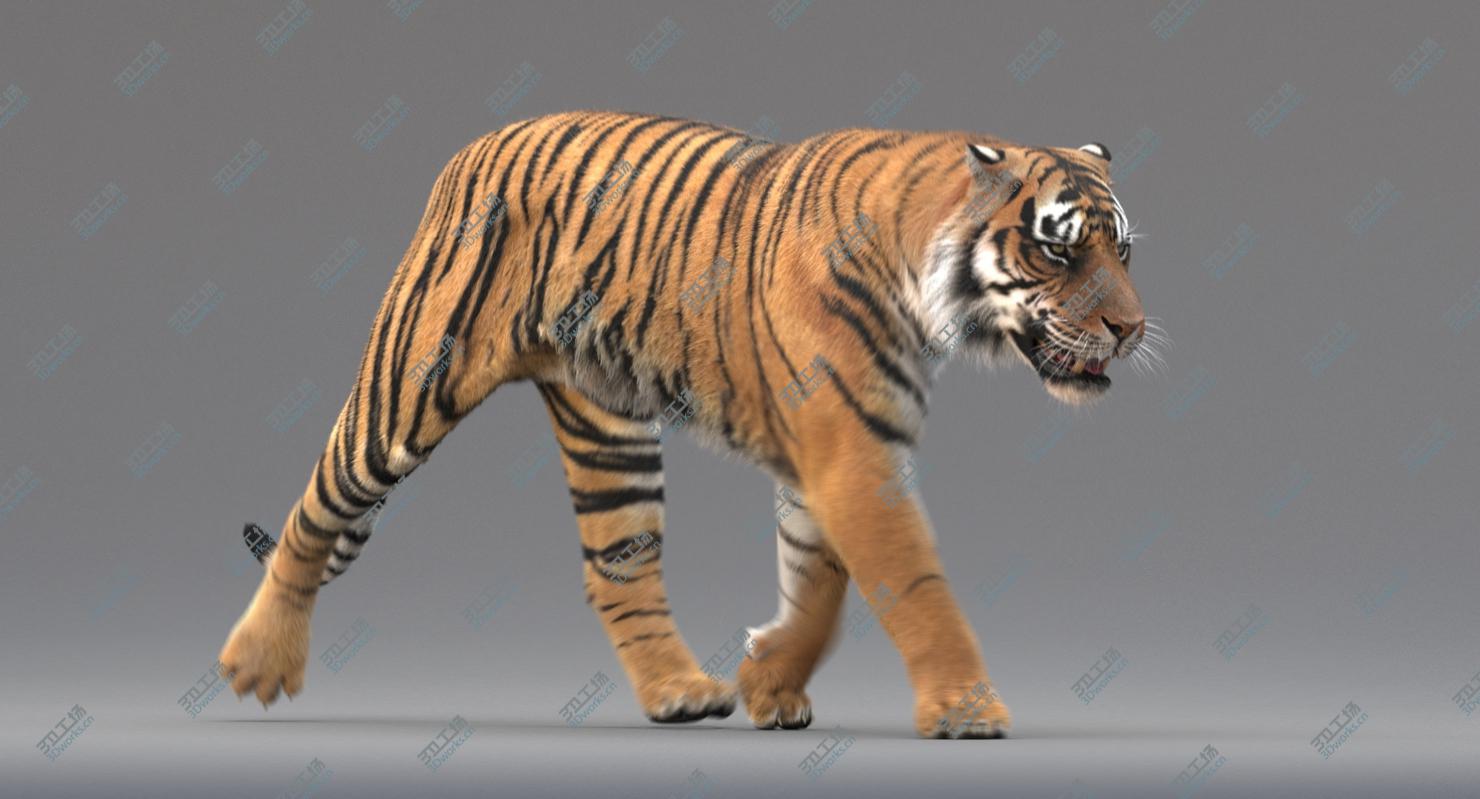 images/goods_img/20210113/3D Tiger Animated (Fur) model/5.jpg